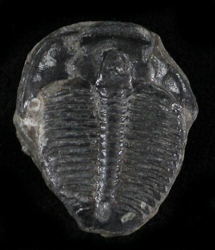 Elrathia Trilobite - Wheeler Shale, Utah #24855